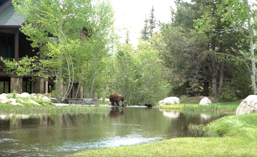 Bears in Steamboat Springs. Real Live Bears help sell this Home